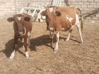 Cow, Simmental cattle — photo 4