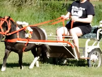 Ձի, Miniature horse — լուսանկար 8