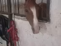 Mare, Karabakh horse — photo 2