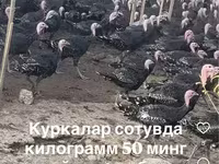 Словенская Серебристая — фото 1