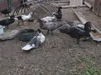 Turkeys — foto 5