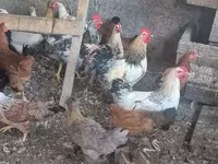 Chickens — फ़ोटो 5