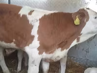 Toro, Ganado vacuno — foto 4