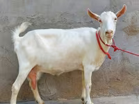 Cabra, Saanen goat — foto 1