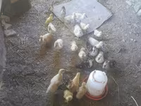 Ducks — الصورة 4