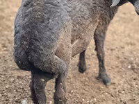 Խոյ, Karakul sheep — լուսանկար 2