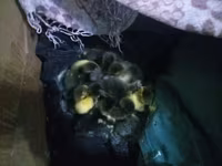 Ducks — Foto 4