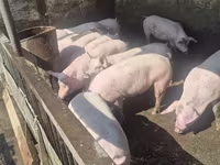 Eber, Schweine — Foto 4