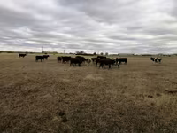Կով, Swiss cattle — լուսանկար 5