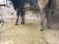 Bulle, Russian Black pied cattle — Foto 2