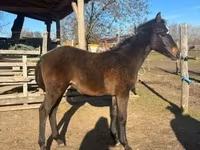घोड़ा, Hungarian horse breed — फ़ोटो 1