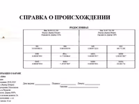 Խոյ, Dorper sheep — լուսանկար 6