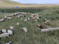 Schaf, Balbas sheep — Foto 4