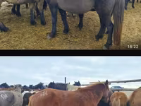 Бие, Horse breed — 2-сурет