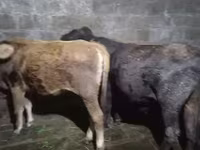 Ցուլ, Աբերդին-անգուսյան — լուսանկար 6