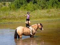 Ձի, Gypsy horse — լուսանկար 7