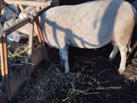 كبش, Lacaune sheep — الصورة 3