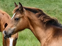 Égua, Appaloosa — foto 3
