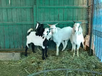 Bode, Saanen goat — foto 5