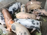 Eber, Schweine — Foto 1