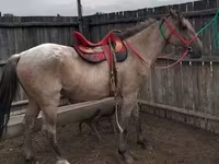 घोड़ा, Altai horse — फ़ोटो 1