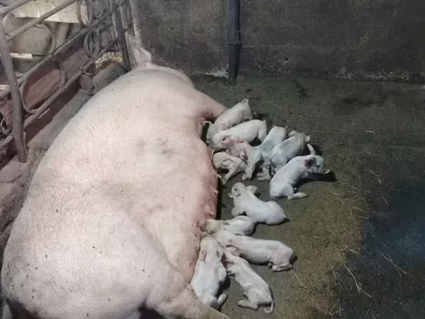 Էգ խոզ,  — Հայաստան