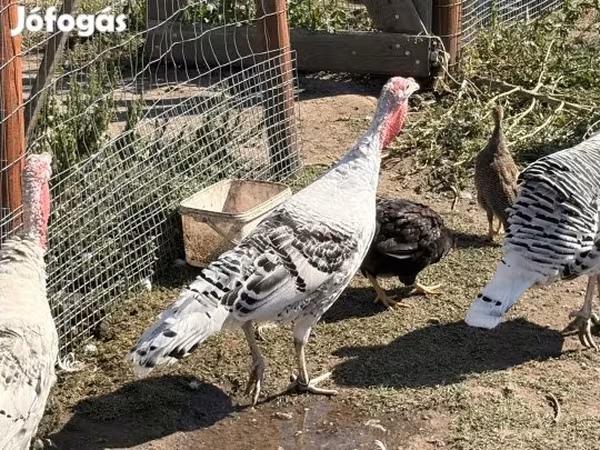 Роял Пальм