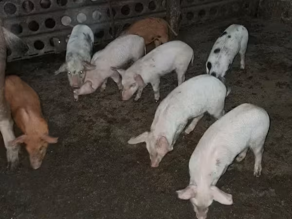Sow, Pigs — Armenia