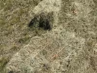 Խոտի տուկ բարձր որակի — լուսանկար 2