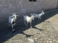 बकरी, Saanen goat — फ़ोटो 2