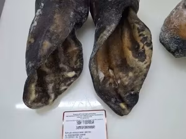 Уши говяжьи замороженные опалённые