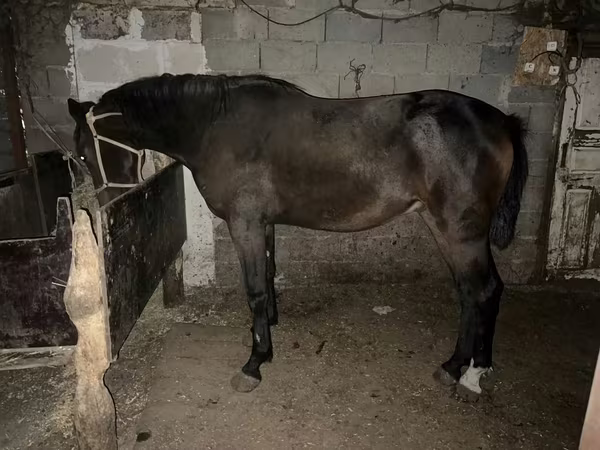 Ձի, Orlov Trotter