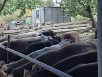 Կով, Խոշոր եղջերավոր — լուսանկար 5