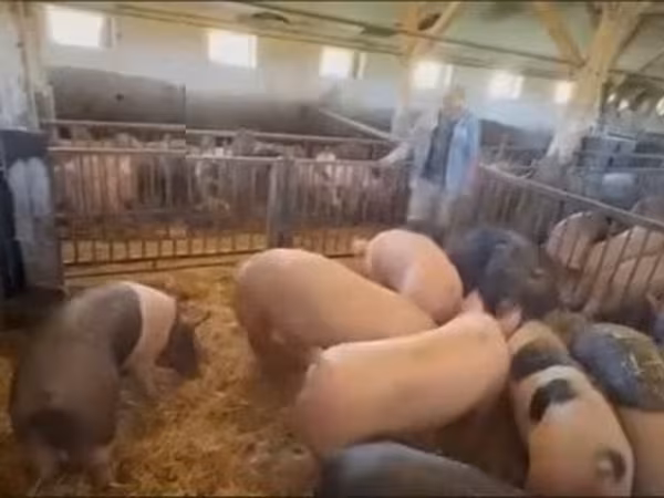 母猪, Крупная белая