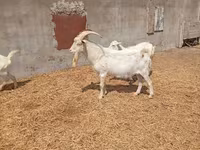 Արու այծ, Saanen goat — լուսանկար 3