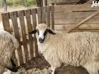 Schaf, Tsigai sheep — Foto 2