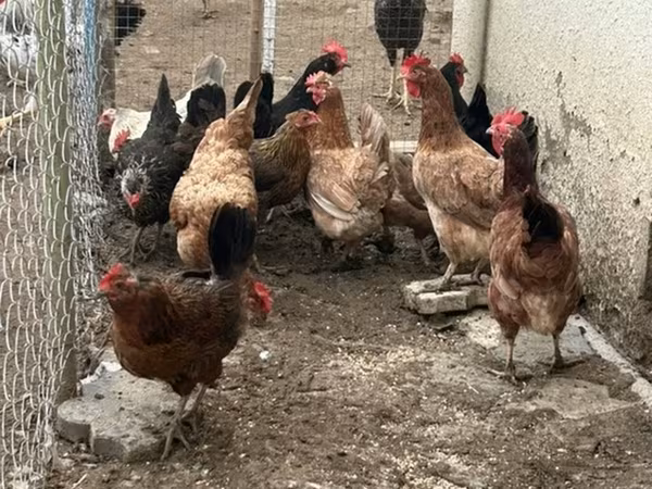 Chickens