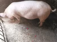मादा सूअर, सूअर — फ़ोटो 3