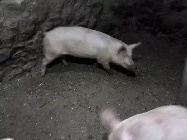 Էգ խոզ, Խոզեր