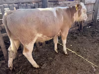ثور, Simmental cattle — الصورة 2