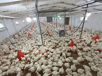 Chickens — Foto 5