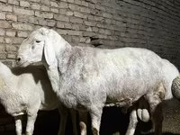 Խոյ, Afghan Arabi sheep — լուսանկար 3