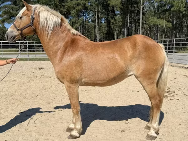 Էգ ձի, Haflinger