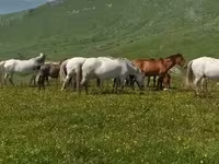 Էգ ձի, Ձիեր — լուսանկար 5