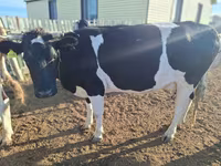 Ցուլ, Latvian Blue cattle — լուսանկար 5