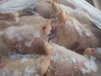 Куру-несушку — 照片 2