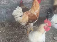 Chickens — फ़ोटो 4