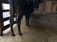Bulle, Russian Black pied cattle — Foto 3