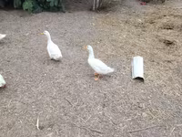 Pekin Alemão — foto 4