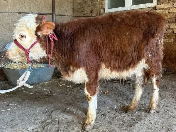 Cattle (batch, sex not specified), Simmental cattle